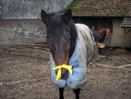 Pferd des Tages