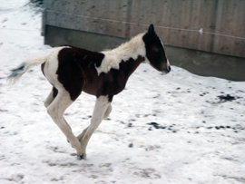 Pferd des Tages