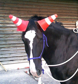 Pferd des Tages