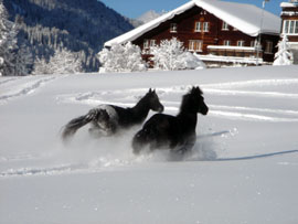 Pferd des Tages