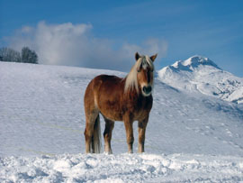 Pferd des Tages
