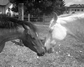 Pferd des Tages