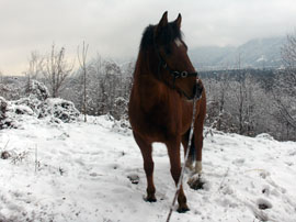 Pferd des Tages