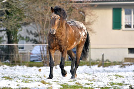 Pferd des Tages