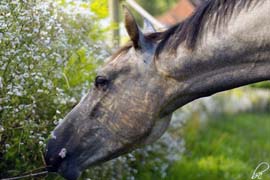 Pferd des Tages
