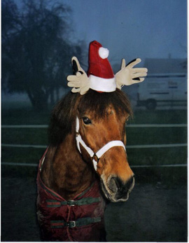 Pferd des Tages