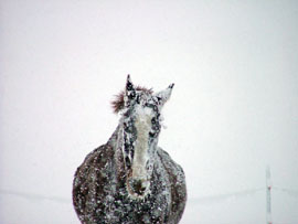 Pferd des Tages