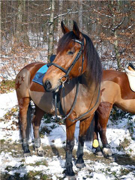 Pferd des Tages