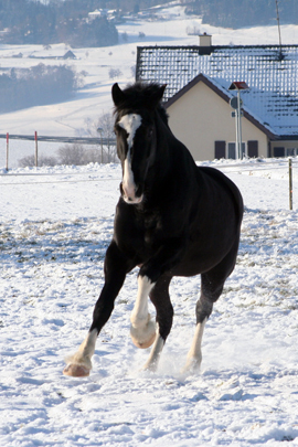 Pferd des Tages
