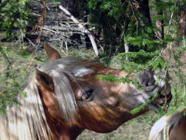 Pferd des Tages