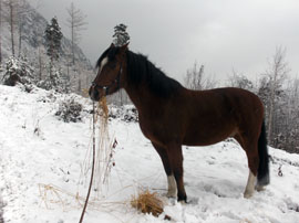 Pferd des Tages