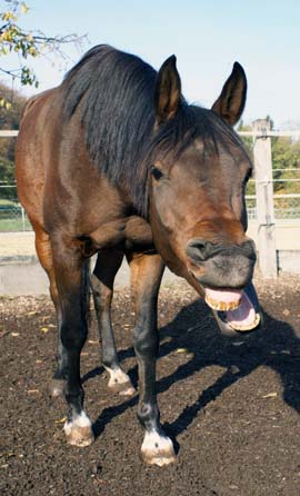 Pferd des Tages