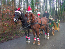 Pferd des Tages